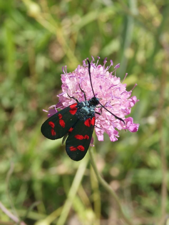 3^ aiutino - Zygaena (Zygaena) filipendulae e lonicerae